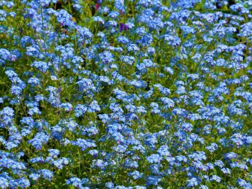 A lush field of blue forget-me-not flowers blooming vibrantly in spring.