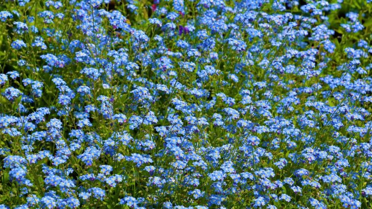 A lush field of blue forget-me-not flowers blooming vibrantly in spring.