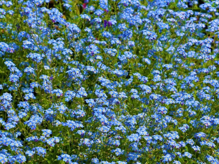 A lush field of blue forget-me-not flowers blooming vibrantly in spring.